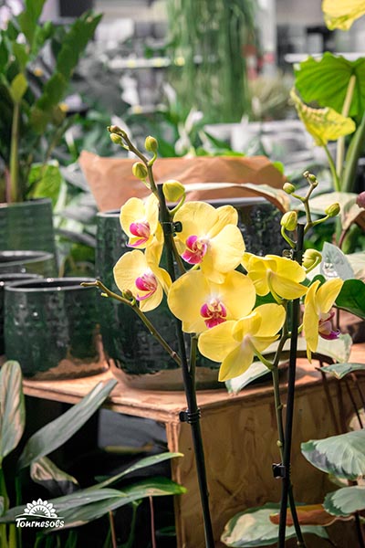 Phalaenopsis Limelight